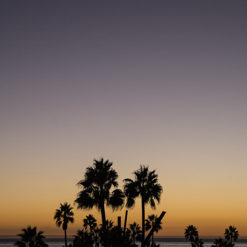 Los Angeles Palms_3