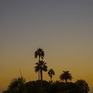 Los Angeles Palms_2