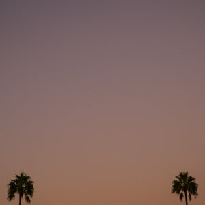 Los Angeles Palms_1