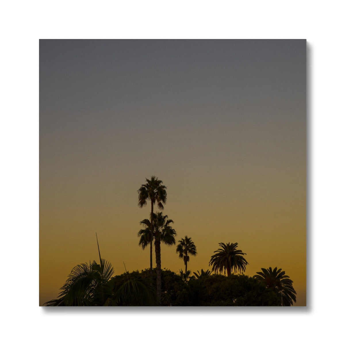 Los Angeles Palms_2 Canvas