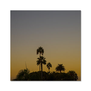 Los Angeles Palms_2 Hahnemühle Photo Rag Print
